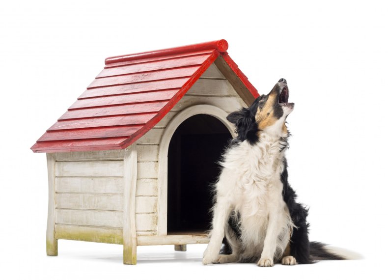 A border collie howling.