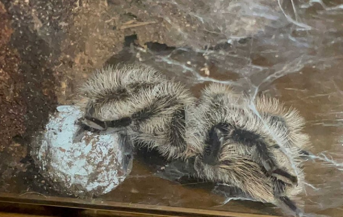 Egg bound tarantula