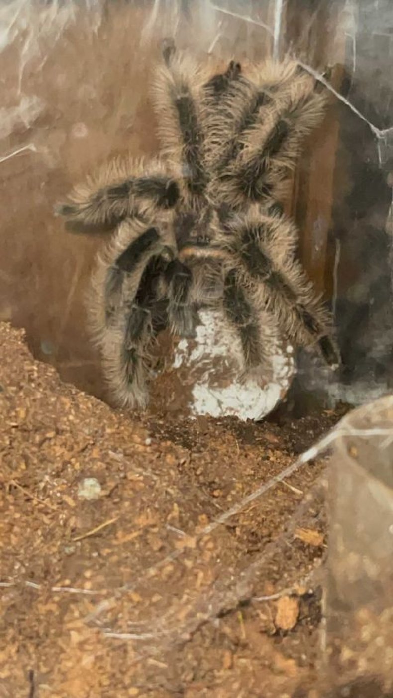 Photo of the tarantula Bedelia.
