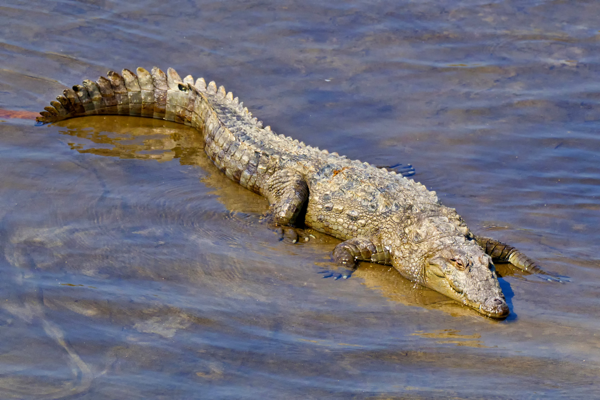 Fisherman accidentally hooks crocodile, struggles to get lure back