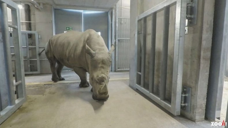 White Rhino - Zenger