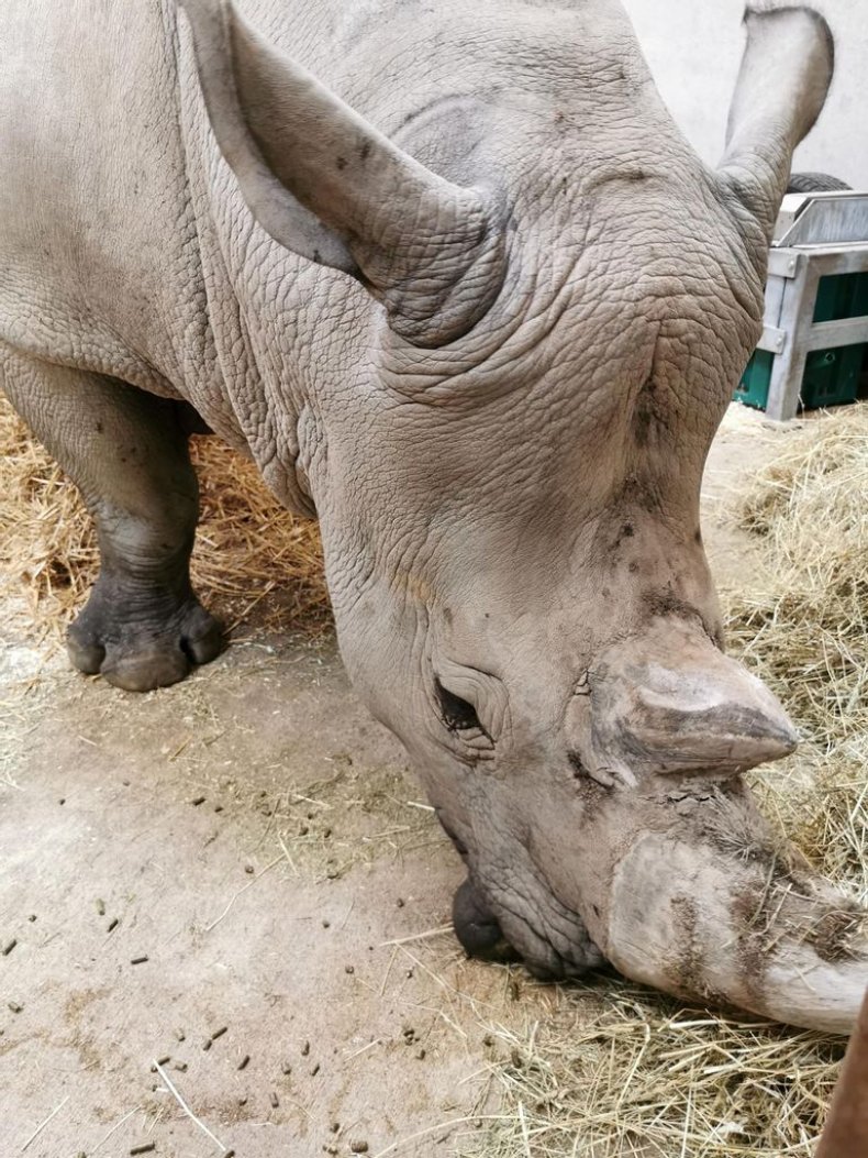 Kimba, white rhino-zenger