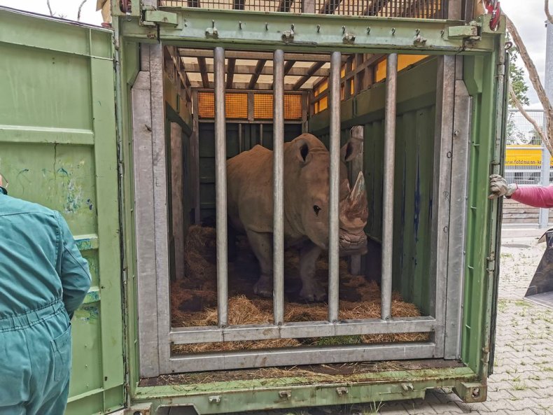 Kimba the White Rhino
