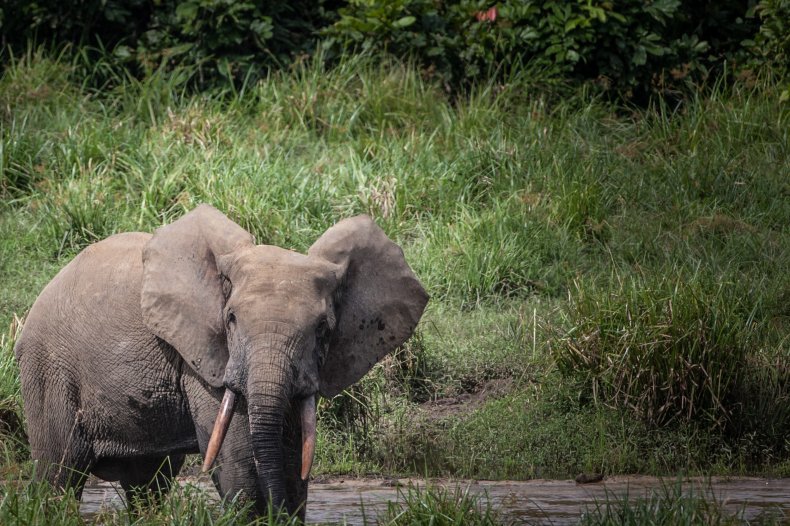 Elephant in Gabon