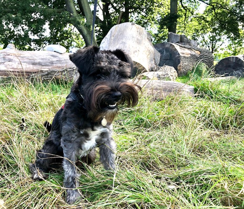 Miniature Schnauzer Stanley