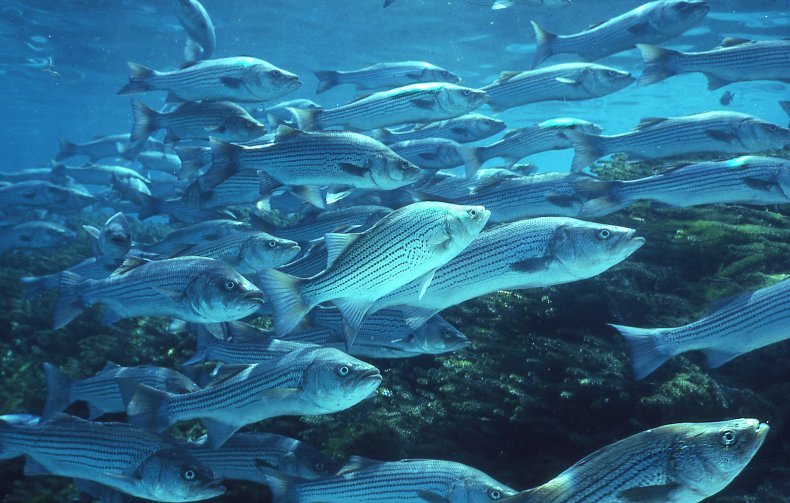 Striped bass