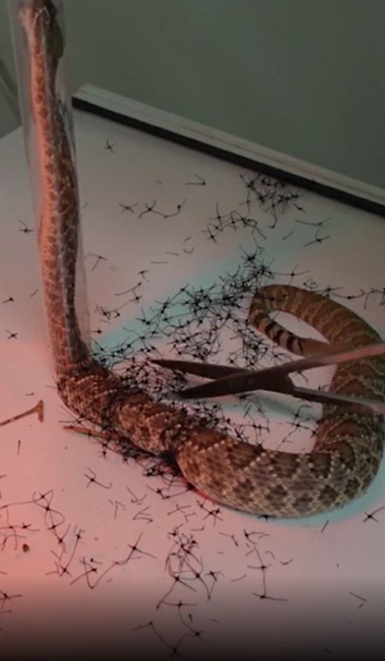 Bryan Hughes freeing a mojave.