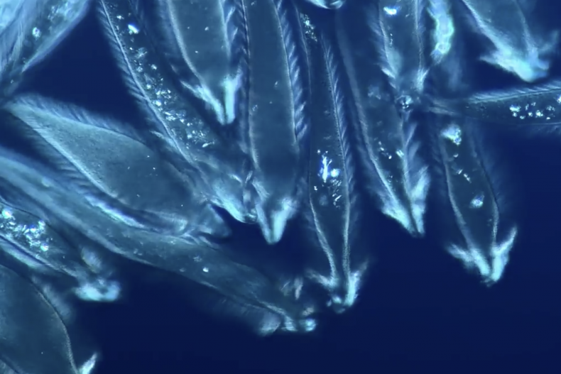 Microrganismi in un intestino di termite
