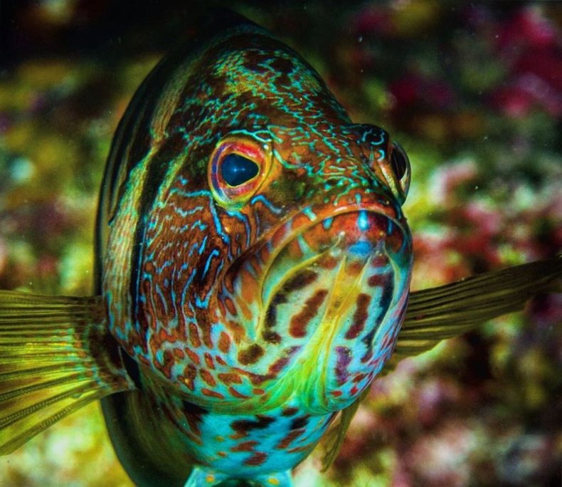 grumpyfish, photographer