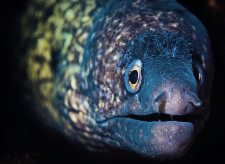 Mediterranean moray, photographer