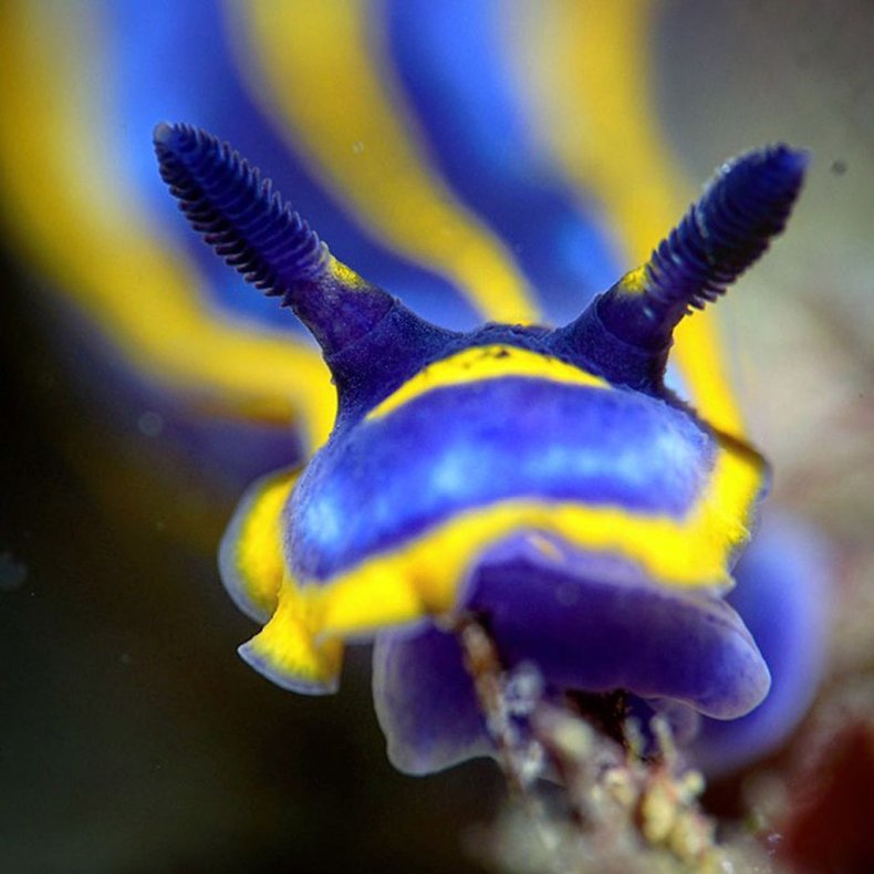 Porter’s chromodorid, Photographer