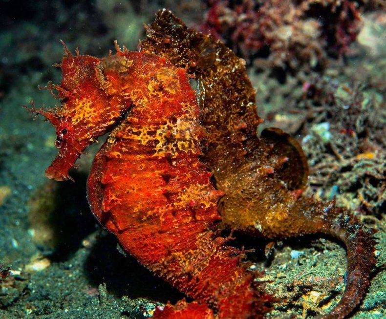 Seahorses, Photographer