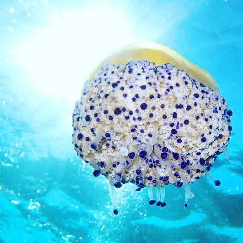 Mediterranean jellyfish, Photographer