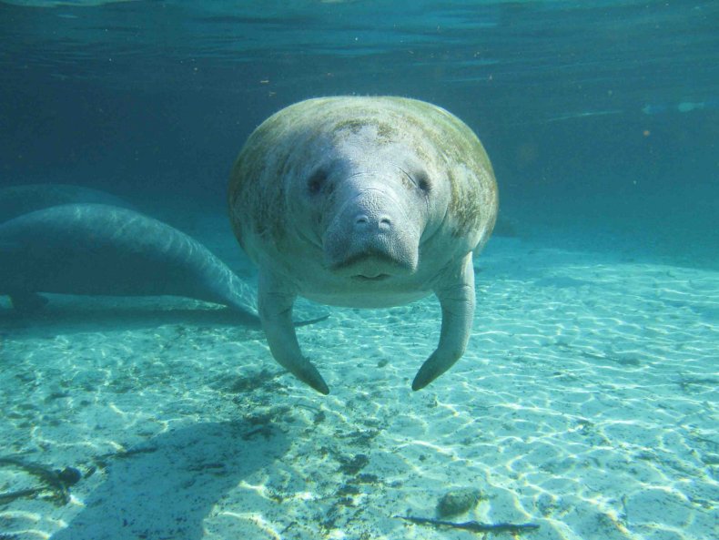 Florida manatee