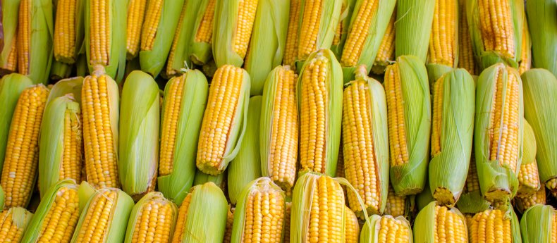 Rows of corn ears 