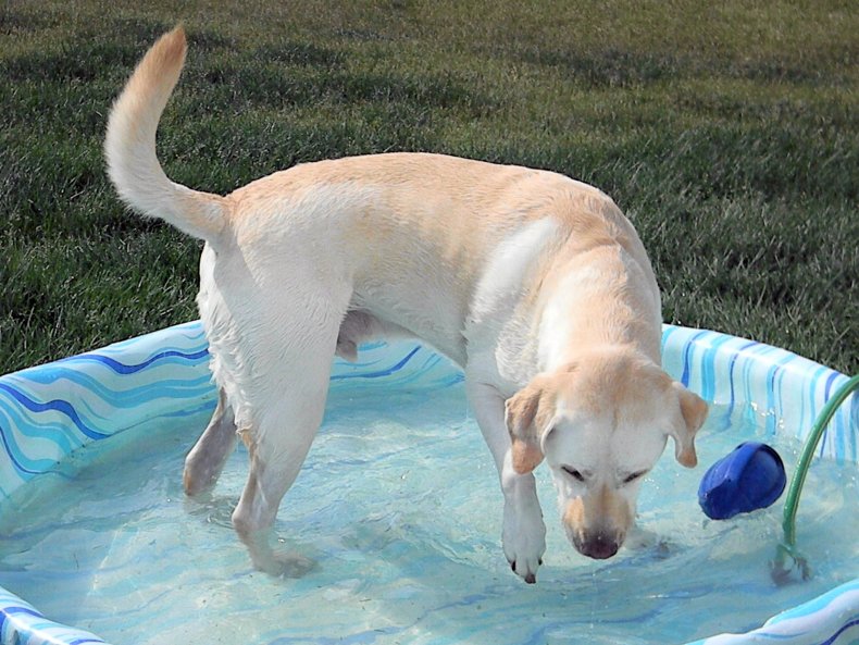 Dog in paddling pool