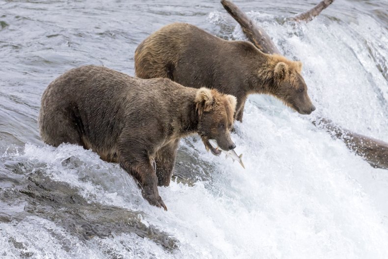 Two brown bears on a waterfall.