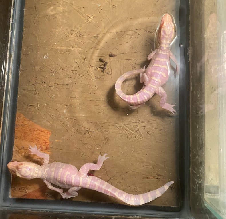 Baby alligators