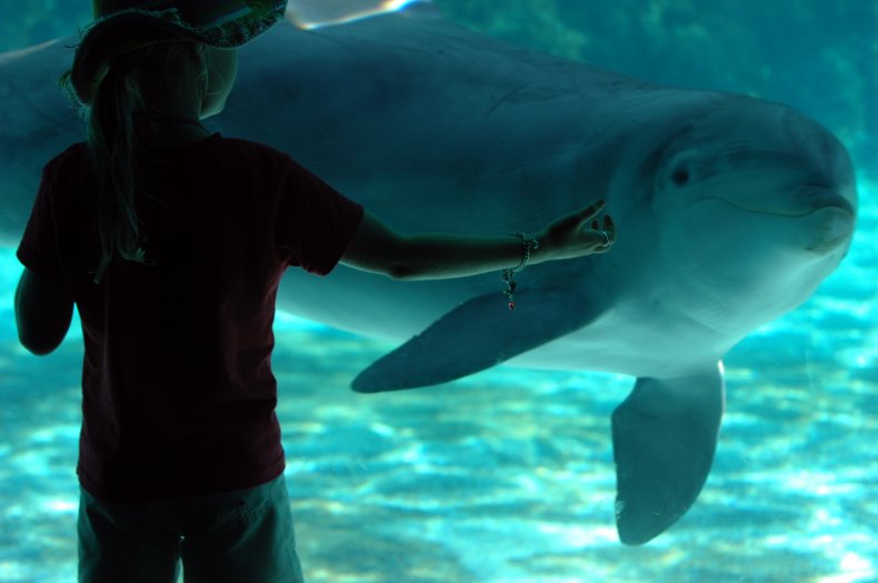 No criminal investigation into aquarium recording