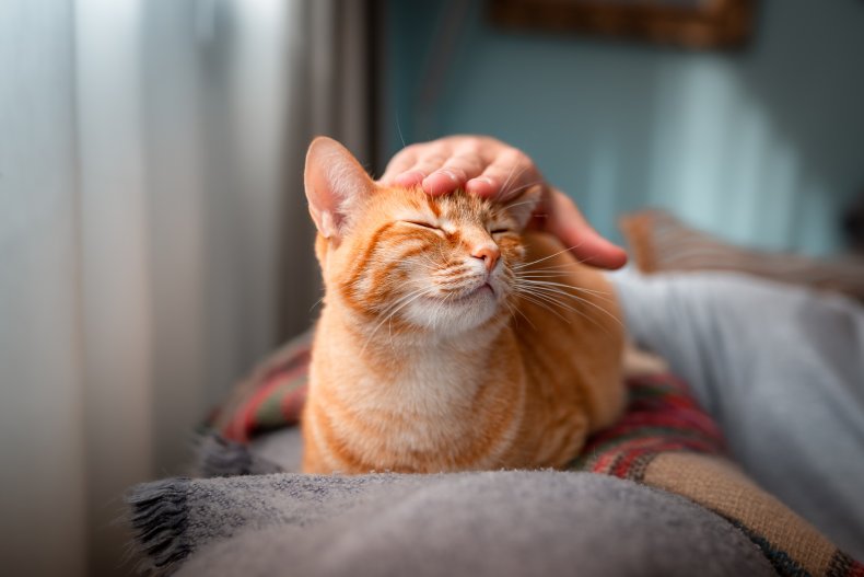 Owner pets ginger cat's head