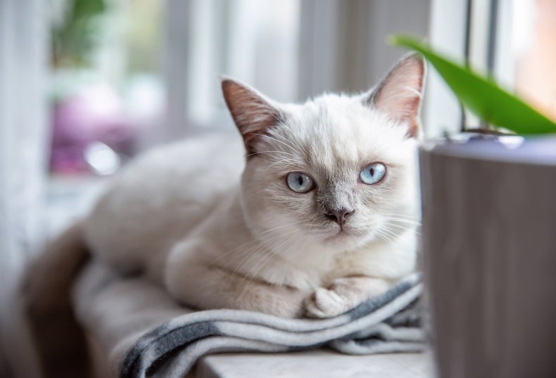 Gray cat lies on a window ledge