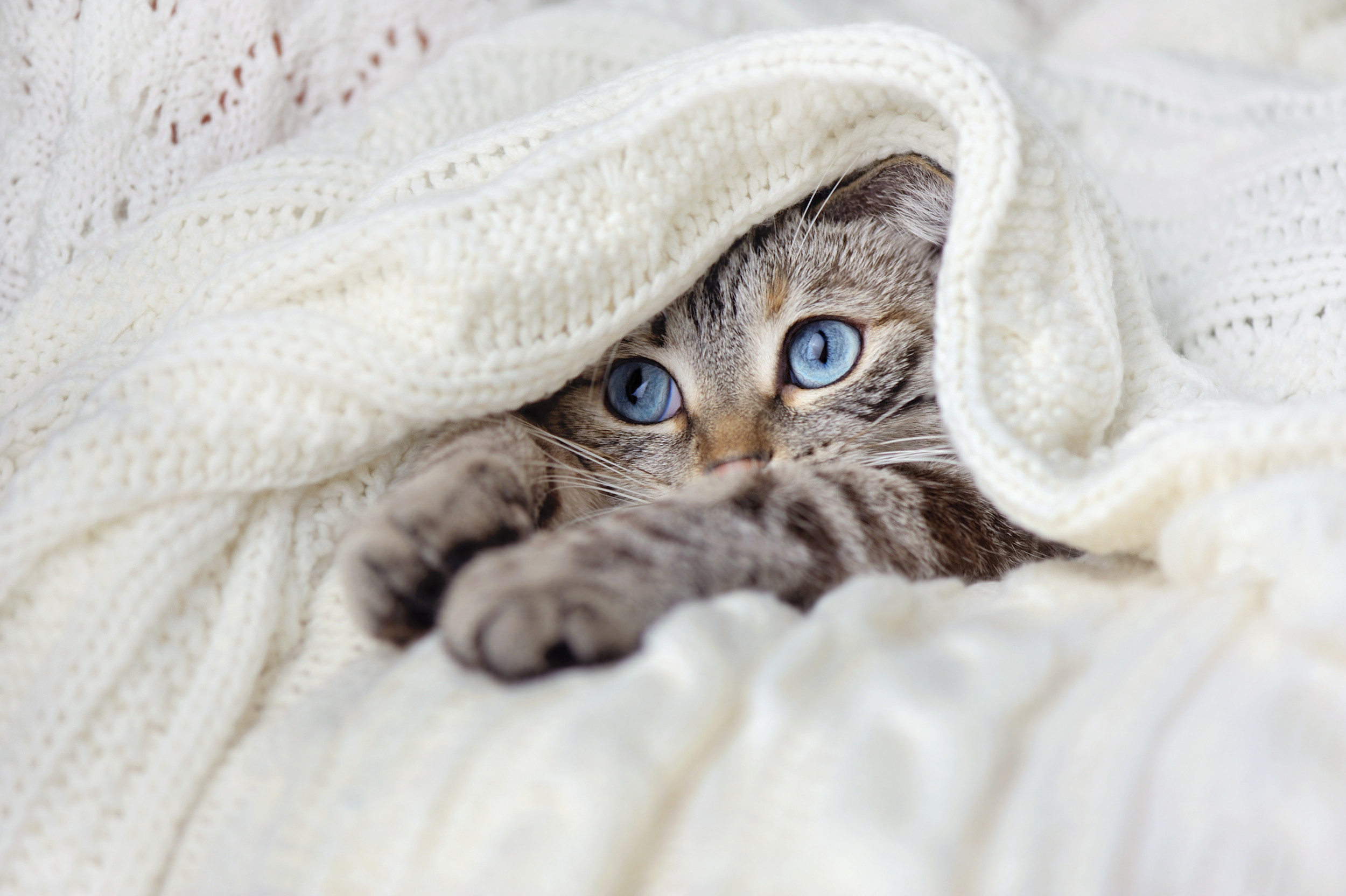 Blue-eyed tabby kitten lies under blanket