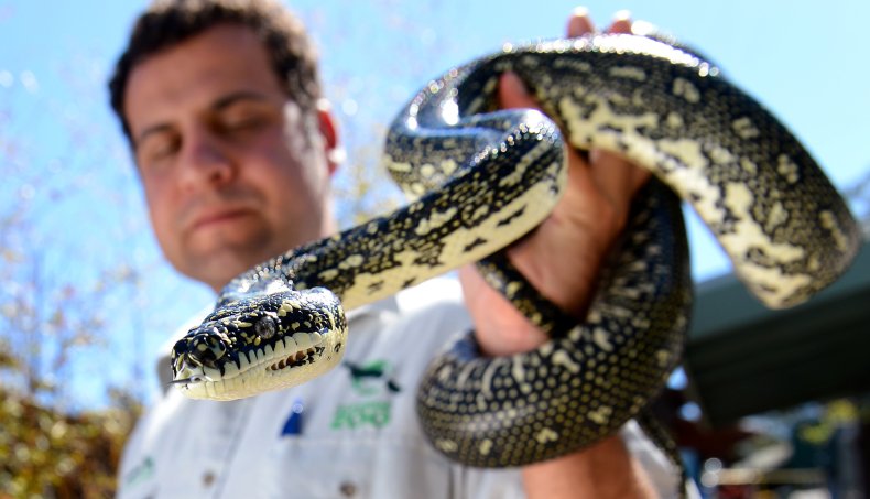 A diamond python seen in Sydney, Australia.