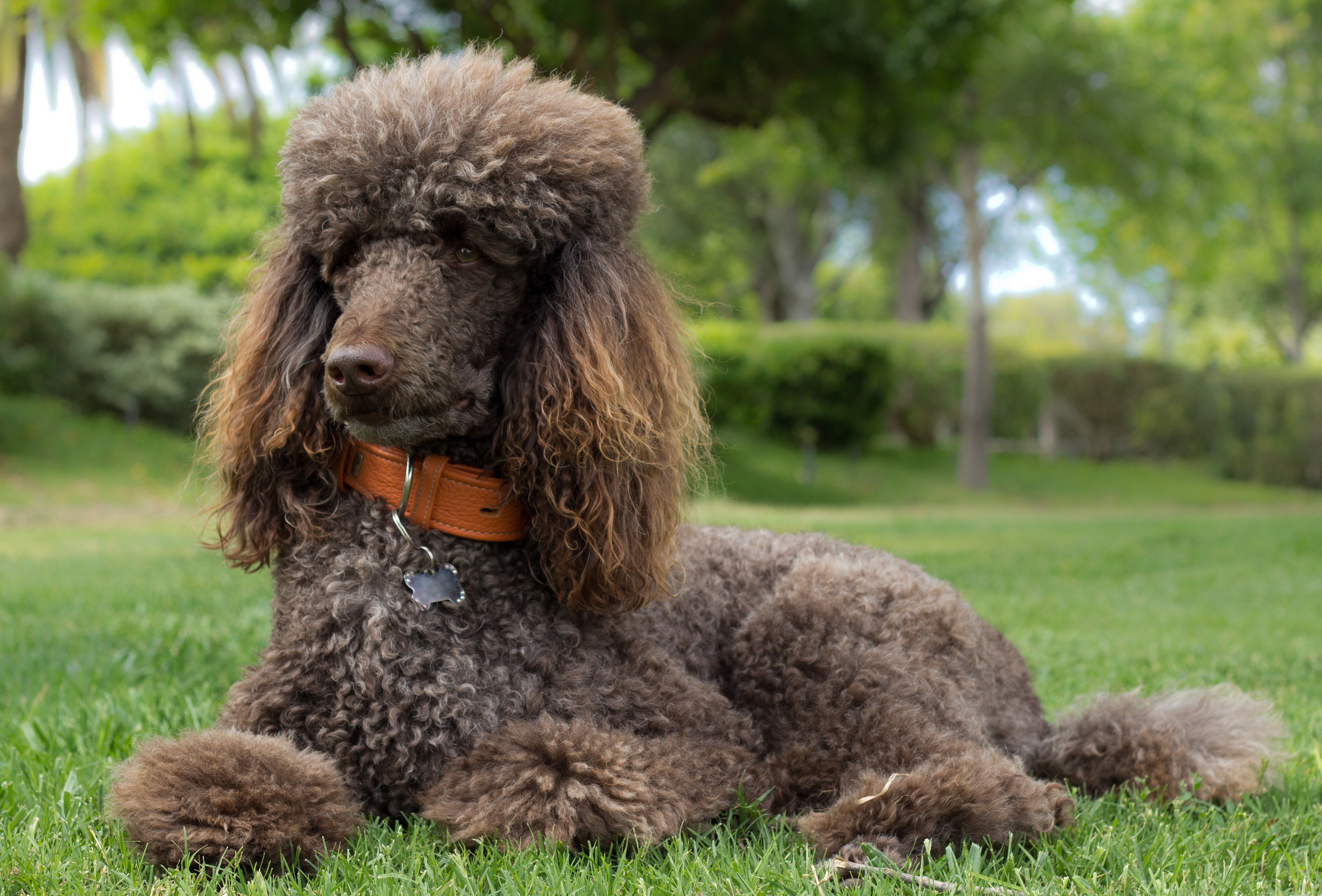 Easy large outlet dog breeds