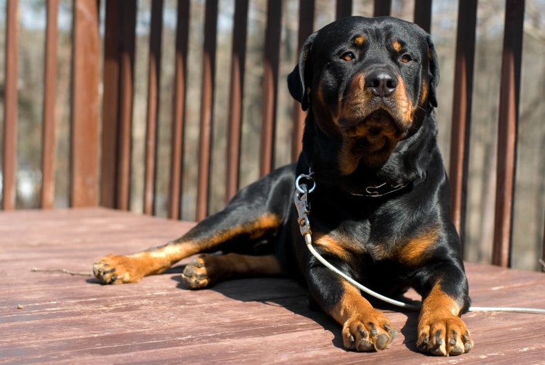 Rottweiler