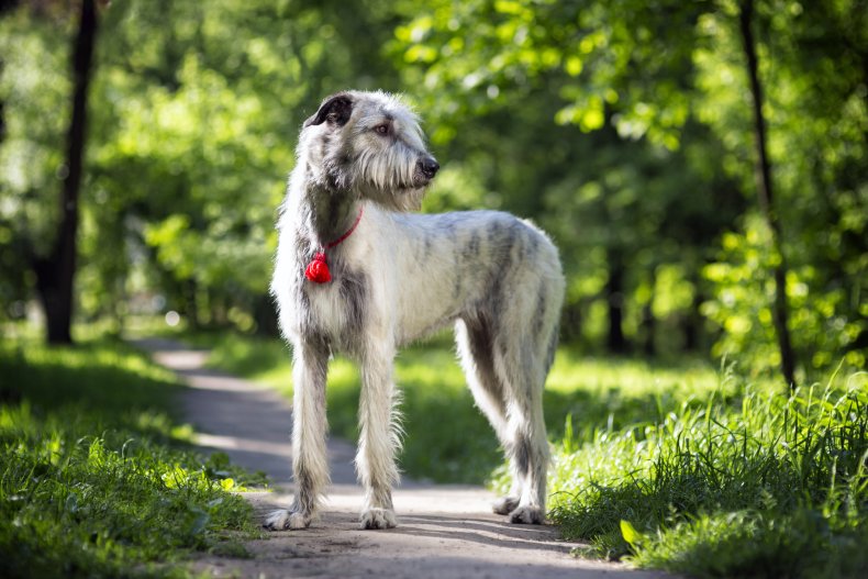 Irish Wolfhound