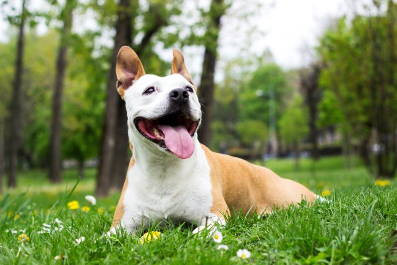 American Staffordshire Terrier