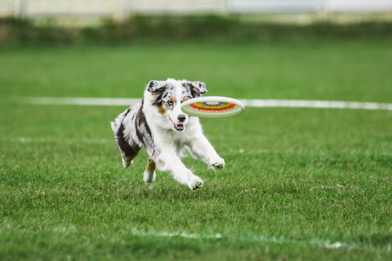 Australian Shepherd