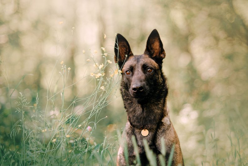 Belgian Malinois