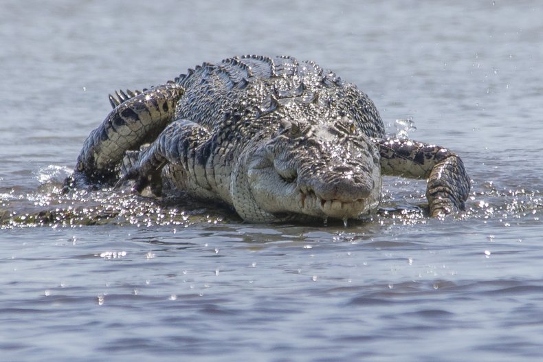 File photo of a saltwater crocodile. 