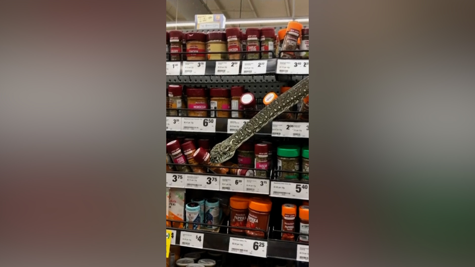 Sydney Shopper Surprised As Snake Slithers Out of Spice Rack