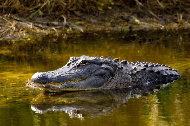 Alligator in river