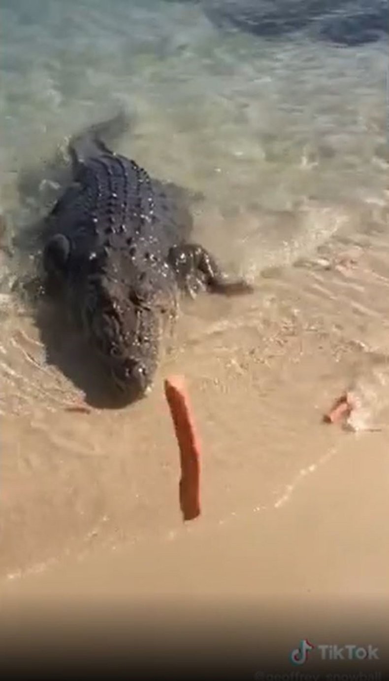 Beachgoer feeds crocodile sausages. 