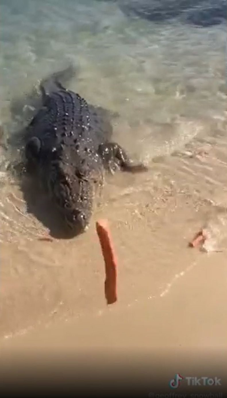 Beachgoer feeds crocodile sausages.