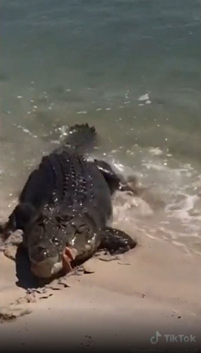 Beachgoer feeds crocodile sausages. 