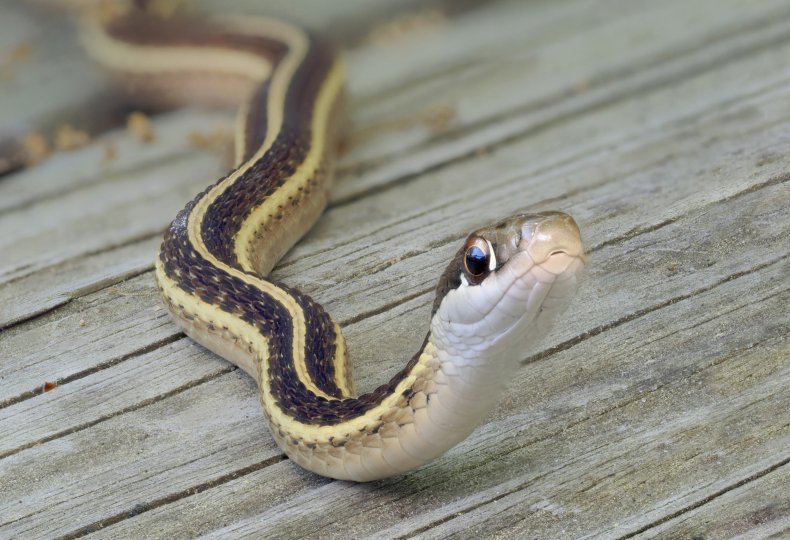 File photo of a ribbon snake.