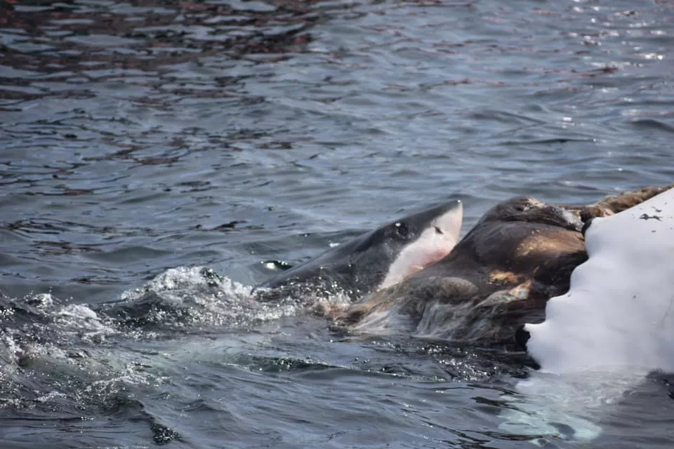 Great White feeding ground reveals shockingly low populations of