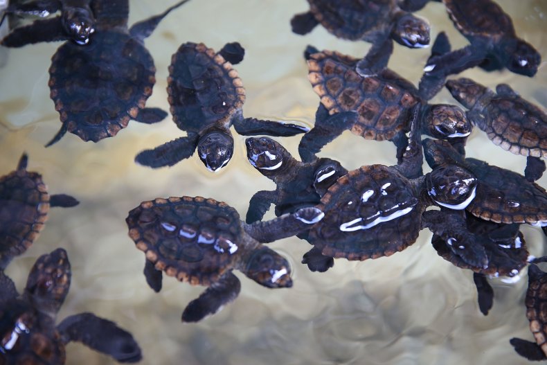 Sea Turtles