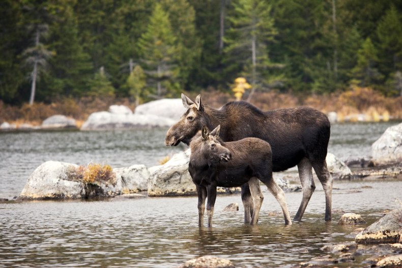 Cow moose