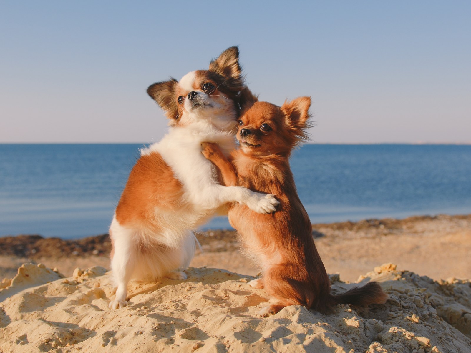 Two Dogs Reading Two Dogs