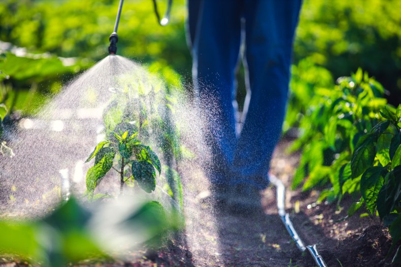 chlorpyrifos, pesticide, stock, getty