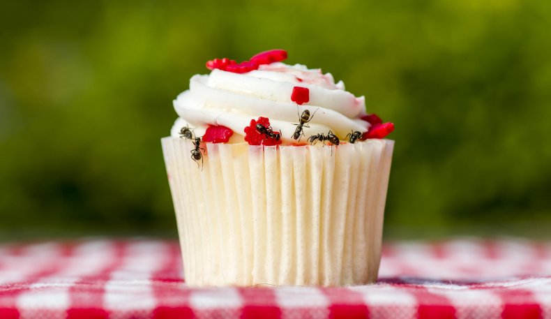 Ants on a cupcake outside