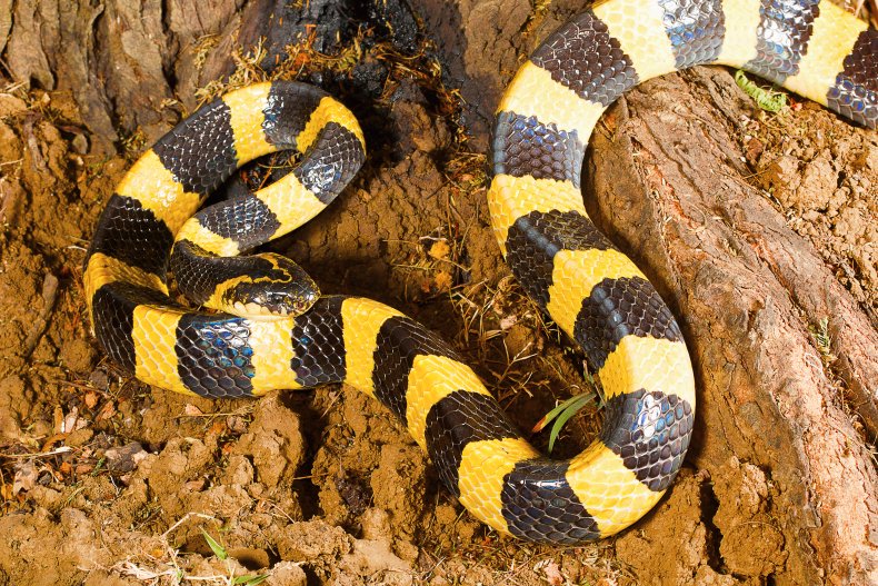Krait Snake in India