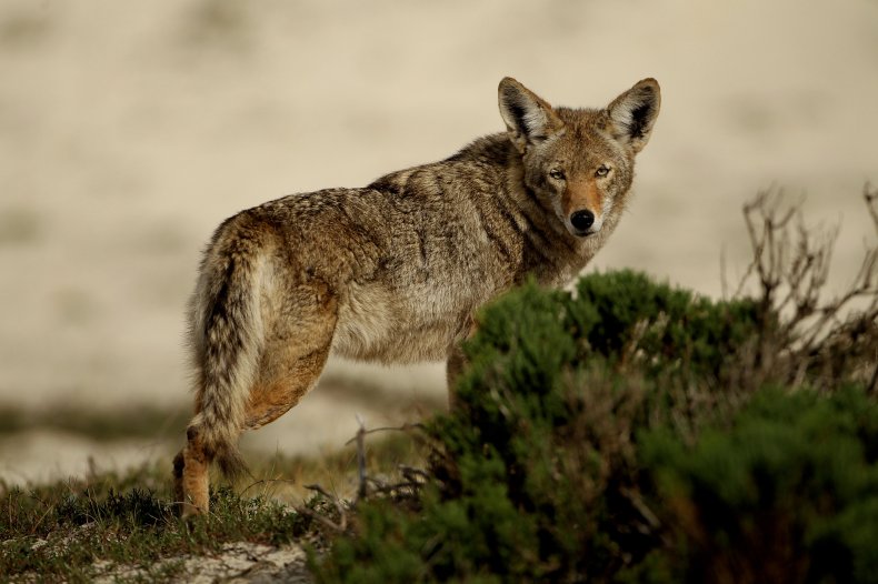 Coyote