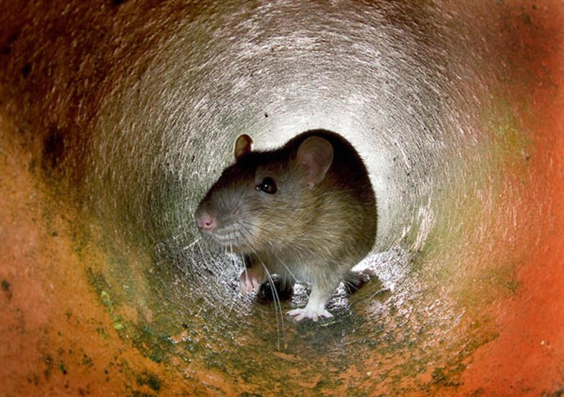 Rat in Pipe