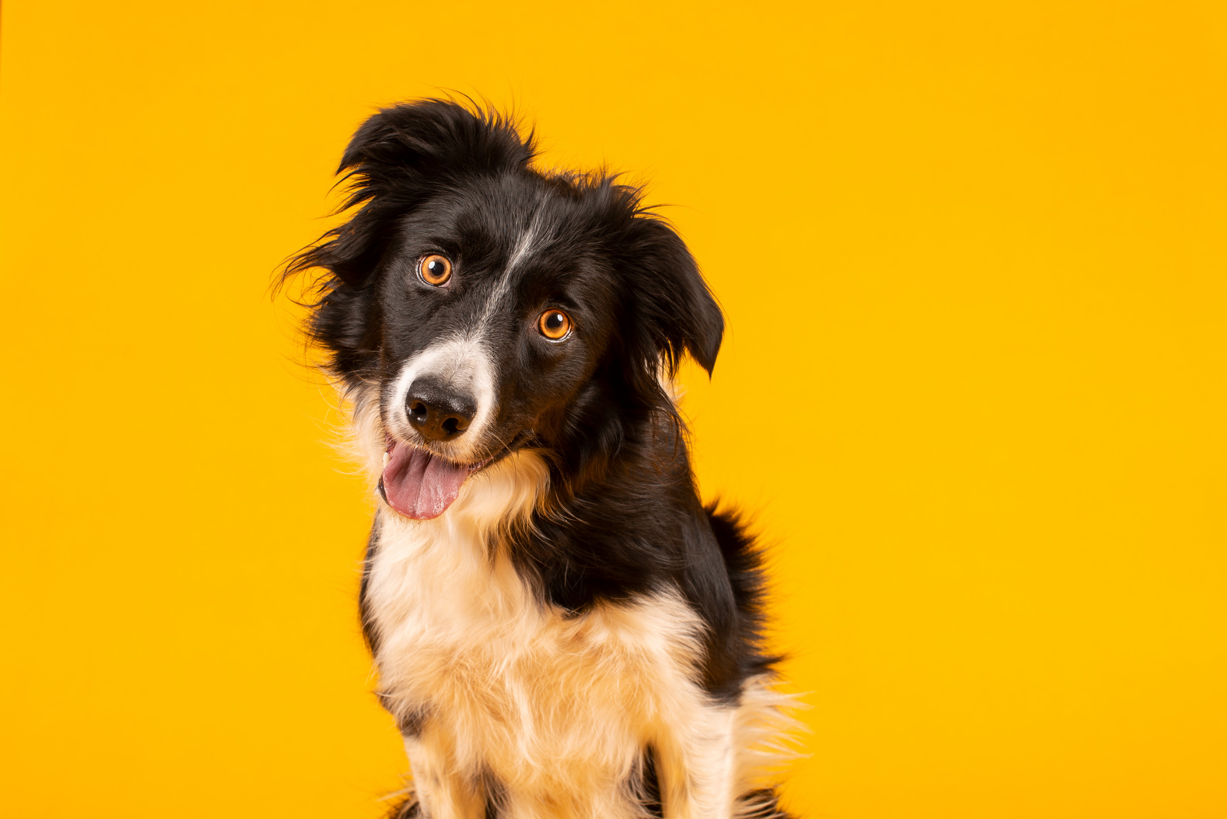 Canine Goes Nuts Soon after Listening to ‘Favorite Song’ Being Played in Viral Online video